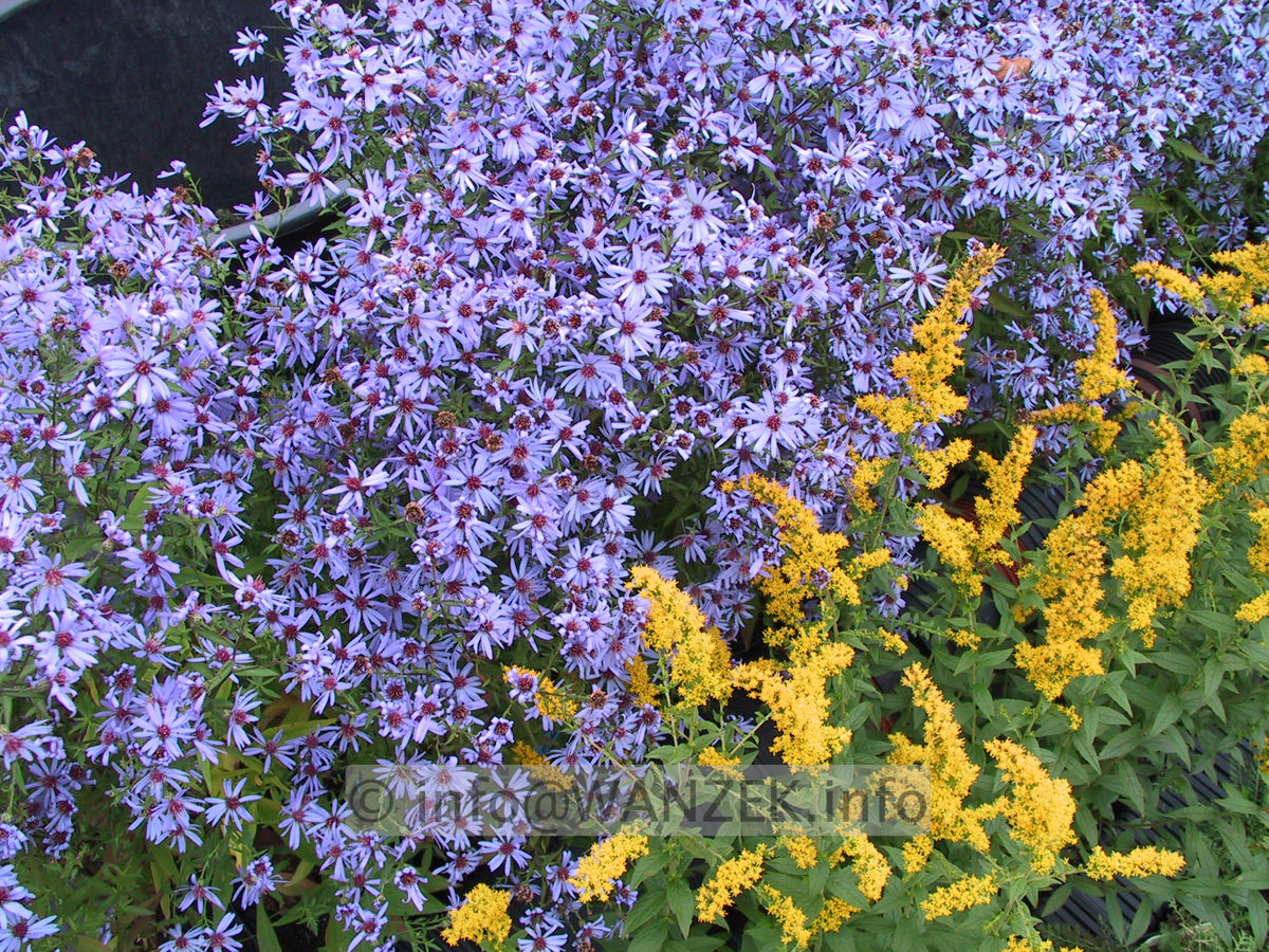 Aster cordifolius Little Carlow1.JPG